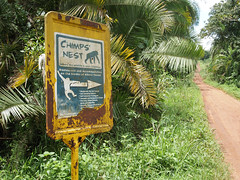 Chimp’s Nest, Uganda