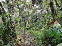 Jungle Walks, Uganda