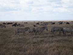 Of Wildebeest and Zebra