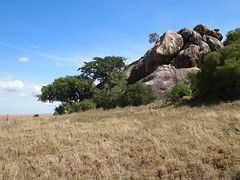 Rock Lions, Serengeti